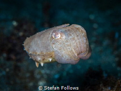 Goodnight, sweet prince...

Reef Cuttlefish - Sepia lat... by Stefan Follows 
